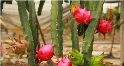 The correct way to water fruit trees (scientific watering to improve fruit tree yield and quality)