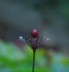 Ginseng - The Spiritual Herb for Nourishing Health (Exploring the Effects and Uses of Ginseng)