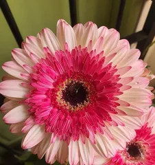 The propagation methods and timing of the Marguerite flower (Learn how to double the beauty of the garden with Marguerite flowers)