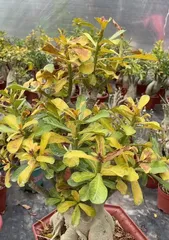 How to prevent the etiolation of desert roses (effective methods to solve the problem of desert rose etiolation)