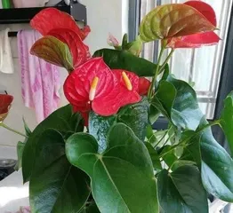 What kind of flowers are suitable for girls? (Choosing the most suitable flower types for girls)