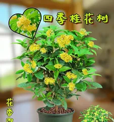 The lifespan and growth characteristics of osmanthus trees