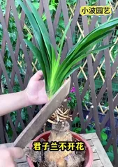 A Complete Guide to Growing Clivia Miniata Outdoors (The Best Methods and Techniques for Growing Clivia Miniata Outside)