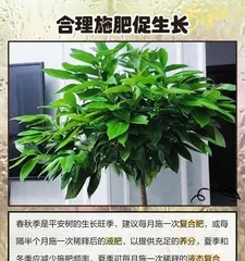 How to Clean Peace Tree Leaves and Maintain Healthy Growth (Simple and Effective Methods and Tips to Keep Peace Tree Leaves Clean and Fresh)