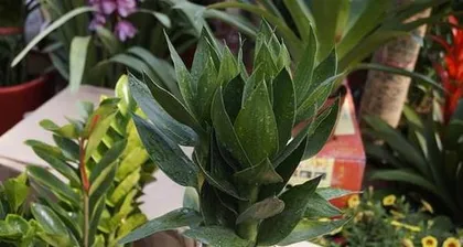 The Cultivation Method of Lotus Bamboo (Creating High-Quality Ecological Decor, Supporting Greening and Environmental Protection)