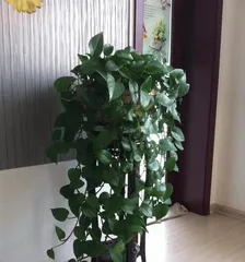 Tips for Growing Pothos Plants (Don't Miss Out on Creating Beautiful Indoor Green Spaces)