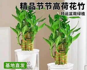 The happy tree withered in winter, how to regain happiness? (Seeking new ways to happiness, let life bloom again)