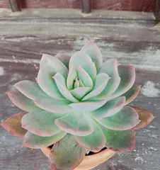 Discover the Fascinating World of Succulents (Learn about the Amazing World of Succulent Plants)