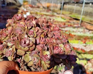 Succulent Showy Care Guide (Building a Beautiful Succulent Garden, Starting with Showy)