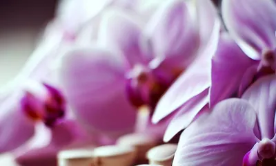 The correct way to water orchids (preparation of aspirin water and its effects on orchids)