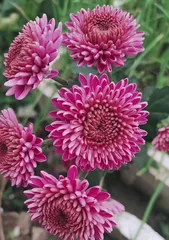 Noble flowers (transmitting noble character through the language of flowers, exploring a noble life)