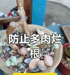 What should I do if my succulent flower has rotten roots? Save my "chubby" (causes and effective treatment methods for rotten roots of succulent flowers)