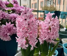 Is the hyacinth really blooming all year round or only in spring? (Unveiling the blooming patterns of hyacinths, knowing these will no longer let you be misled by "all-season flowers!")