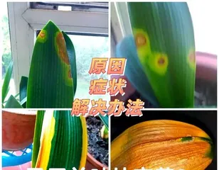 The reasons and solutions for the blackening and softening of Clivia Miniata leaves (Exploring the reasons for the blackening and softening of Clivia Miniata leaves and providing effective solutions)