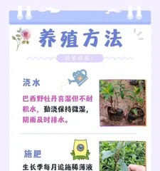 Scientific Watering Methods for New Peony Varieties (Exploring the Best Watering Strategies to Promote Peony Growth)