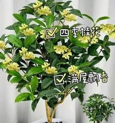 Tips and Precautions for Growing Osmanthus in the North (Create a fragrant and blooming northern osmanthus garden, letting the fresh scent surround your home)