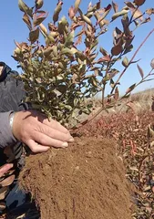 The best time to plant blueberries (master the best time to make blueberries grow healthier)