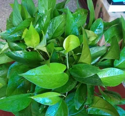 The Dangers of Overwatering Pothos and Solutions (How to Prevent Pothos from Being Damaged by Overwatering)