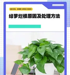 How to Root Pothos in Water (Simple and Easy Methods Shared to Help Pothos Root More Easily)