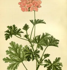 The Meaning and Symbolism of Geraniums (From Love to Courage, Unveiling the Multiple Implications of Geraniums)