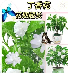 Dianthus Green Plant Care Tips (Key Points You Need to Know to Grow Healthy and Thriving Dianthus Plants)