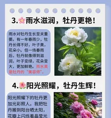 The Growth Environment and Cultivation Techniques of Peonies (Understanding Peonies' Preferences to Make Flowers Bloom More Beautiful)