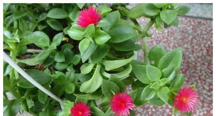 How to manage after the flowering and buds of Stapelia are finished? (Key steps and precautions)