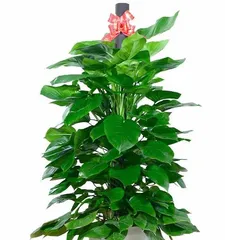 Exploration of the Cultivation and Growth Environment of Pothos (Suitable Environment for Planting, Analysis of Cultivation Conditions)