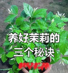 Care Guide for Double Jasmine (Tend to Double Jasmine to Bloom Eternal Beauty)