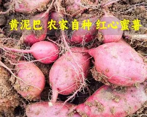 What vegetables are suitable for yellow soil? (Exploring the characteristics of yellow soil and the appropriate vegetable varieties for planting)