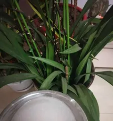 The Magical Effect of Soaking Soybeans in Water to Water Plants (A Small Trick to Make Flowers More Beautiful)