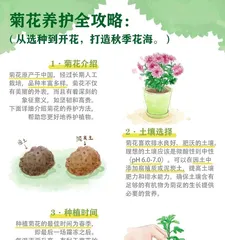 Chrysanthemums are not tropical plants (understanding the growth environment and characteristics of chrysanthemums to prevent misunderstandings)
