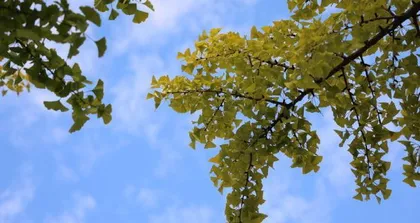 The Life Code of Ginkgo Biloba (Exploring the Health Benefits Ginkgo Biloba Brings to You)