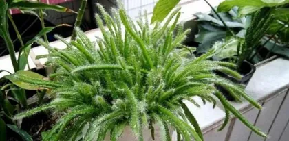 Key points for caring for potted dragon fruit (secrets to creating healthy potted dragon fruit)2