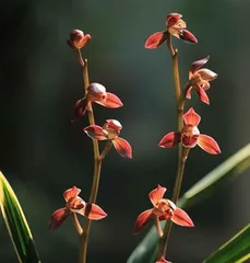 The beauty of orchids blooming in autumn (Understanding the wonder of orchids flowering in autumn)