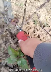 How to Prune Mammillaria Correctly (Master the Key Techniques to Revitalize Mammillaria)