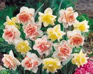 The After-Care of Narcissus Blooms (How to Make Narcissus Blooms Last Longer)