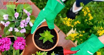 Baihua Pine Care Guide (Creating a Charming Baihua Pine Garden)