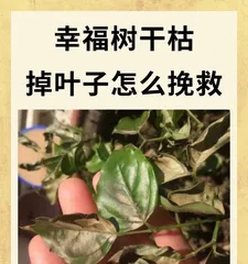 The reasons for and solutions to the糊ing of the leaves of the Chinese Banyan tree (Understanding why the leaves of the Chinese Banyan tree糊 and mastering the correct care techniques)