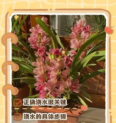 Analysis of the Applicability of Compound Fertilizer for Orchids (Necessity of Fertilization, Relationship between Compound Fertilizer and Orchids, Rational Fertilization Techniques)