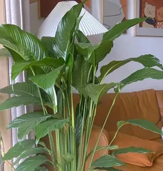 White Peace Lily Bud Care Guide (Key Care Techniques for Beautiful Flowers)