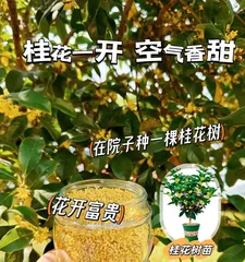 Exploring the toxicological issues of osmanthus fragrance