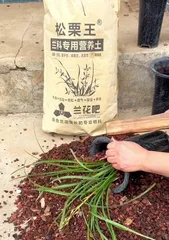 What should I do if orchids are planted too shallow? (How to repair the growth environment of shallowly planted orchids)