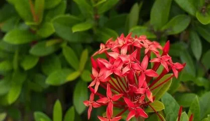 The Mystery of the Dragon Osmanthus Blooming (Exploring the Pattern of How Many Times Dragon Osmanthus Blooms in a Year)