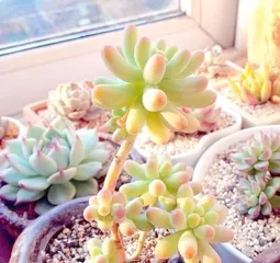 Discovering the beauty of female heart succulents (interpreting the delicate hands and gentle water-like tenderness of succulents)