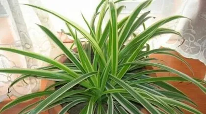 Care Methods for the Flowering of Golden Edge Chlorophytum (The Cultivation Techniques You Should Know to Make Golden Edge Chlorophytum Bloom)2