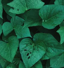 Is sweet potato leaves toxic? (Understanding the safety and nutritional value of sweet potato leaves)