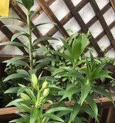 Lilies appear in the fall; how can they be properly cared for? (Lily