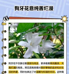 How to Care for Dogwoods in Winter (Show Your Dogwoods Some Love and Help Them Thrive in the Cold Season)