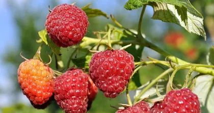 The ripening and market availability time of raspberries (exploring the growth cycle and market sales situation of raspberries)
